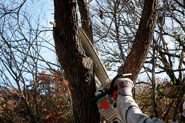 How Our Tree Care Process Works  in  North Bend, NE