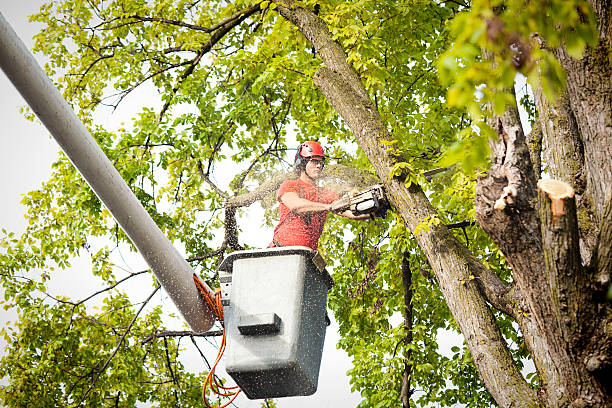 Professional Tree Services in North Bend, NE