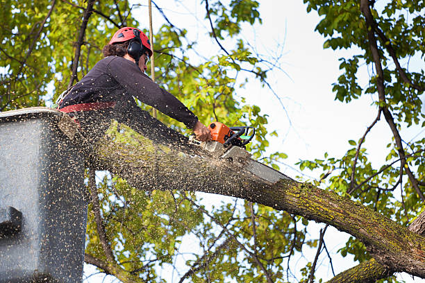 Leaf Removal in North Bend, NE