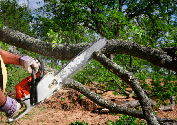 North Bend, NE Tree Services Company